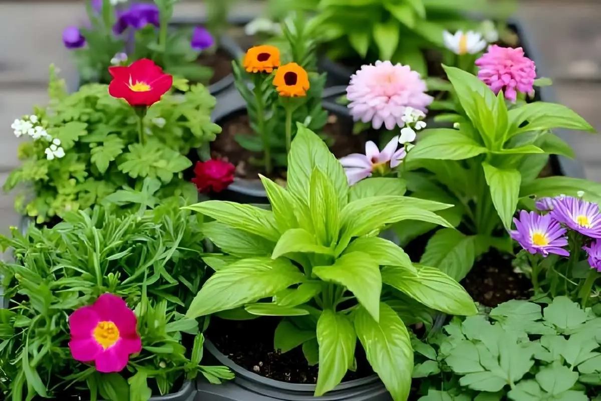 Herbs and flowers ready to plant